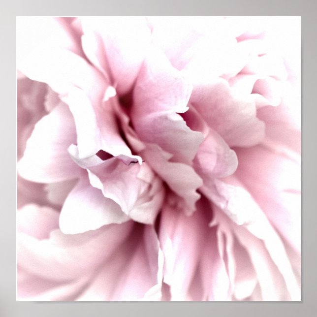 Affiche Peony en Macro avec Art numérique rose (Devant)