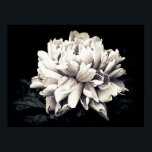 Affiche Peony en noir et blanc<br><div class="desc">Photographie en noir et blanc d'une grande fleur de pivoine contre un arrière - plan noir. L'image est toujours légèrement teintée,  ajoutant des tons subtils de violet aux pétales.</div>