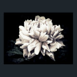 Affiche Peony en noir et blanc<br><div class="desc">Photographie en noir et blanc d'une grande fleur de pivoine contre un arrière - plan noir. L'image est toujours légèrement teintée,  ajoutant des tons subtils de violet aux pétales.</div>