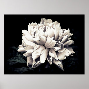 Affiche Peony en noir et blanc