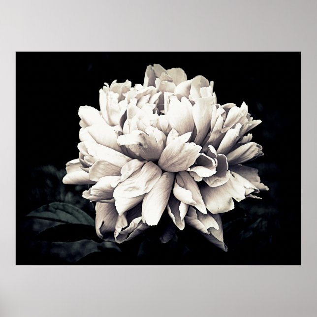 Affiche Peony en noir et blanc (Devant)