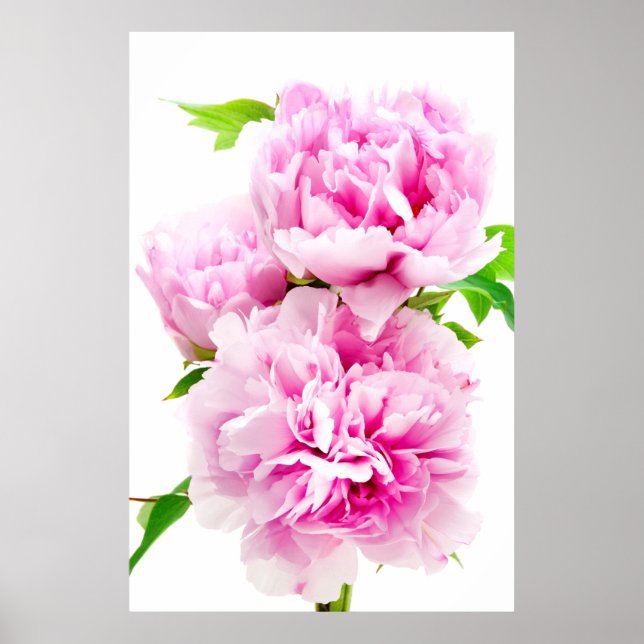 Affiche Peony rose (Devant)