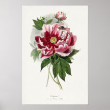 Peony Rose botanique vintage