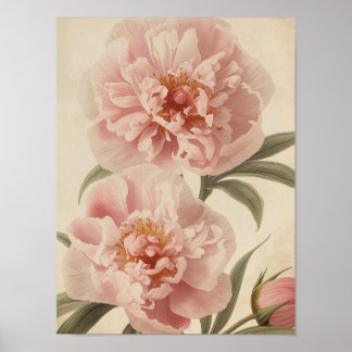 Affiche Peony Watercolor Elegance