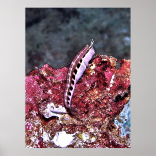 Affiche Perching Blenny