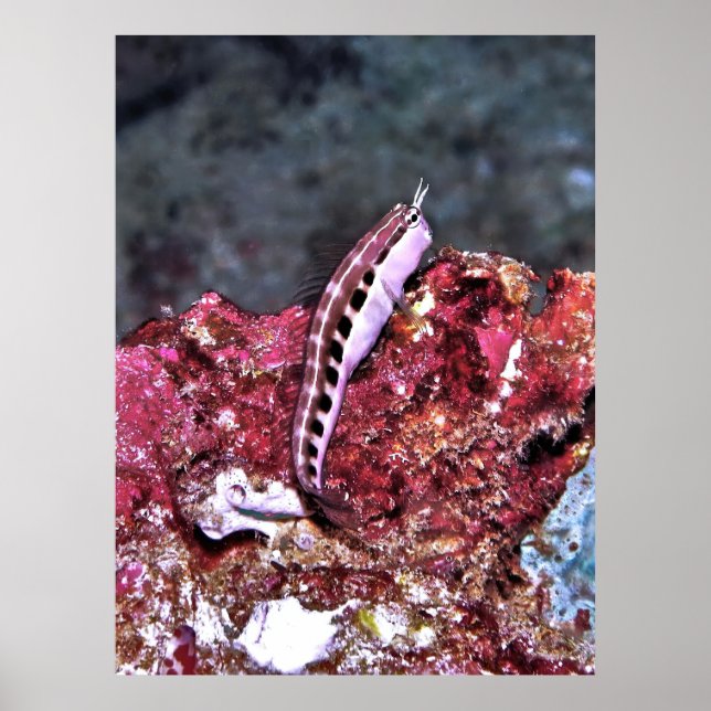 Affiche Perching Blenny (Devant)