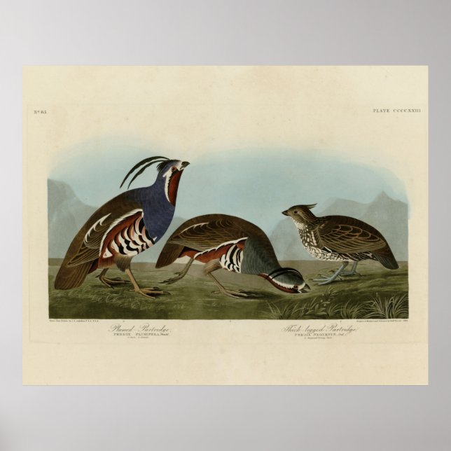 Affiche Perdrix en peluche et à pattes épaisses - Audubon' (Devant)