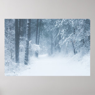 Affiche Perdu dans une forêt magique