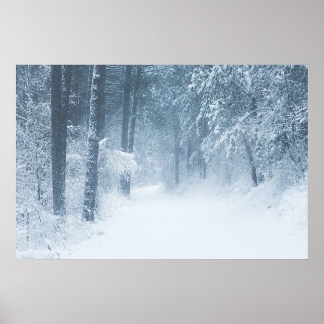 Affiche Perdu dans une forêt magique (Devant)