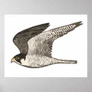 Affiche Peregrine Falcon Crayon couleur dessin sur blanc