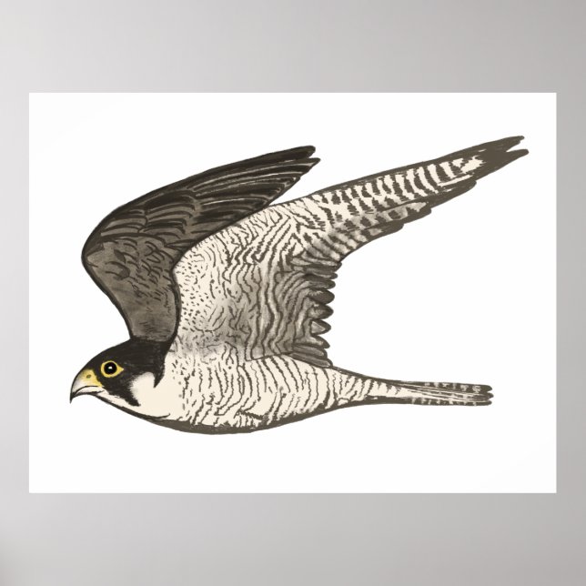 Affiche Peregrine Falcon Crayon couleur dessin sur blanc (Devant)