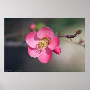 Affiche Perfect Pink Flowering Quince