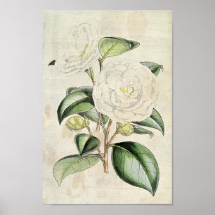 Affiche Perle botanique vintage Camellia