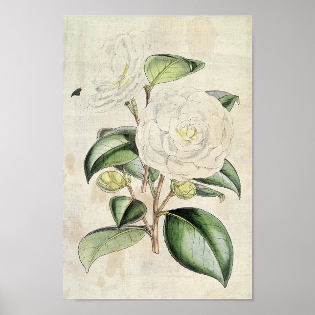 Affiche Perle botanique vintage Camellia (Devant)
