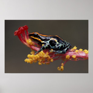 Affiche Pérou, Forêt tropicale péruvienne. Grenouille flèc