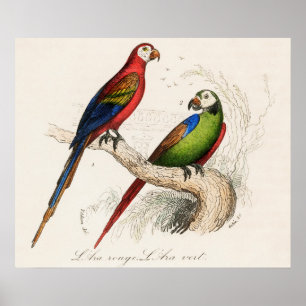 Affiche Perroquet
