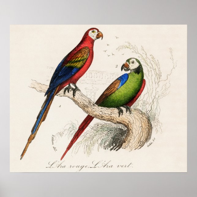 Affiche Perroquet (Devant)