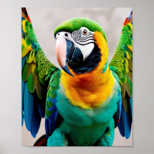 Affiche Perroquet