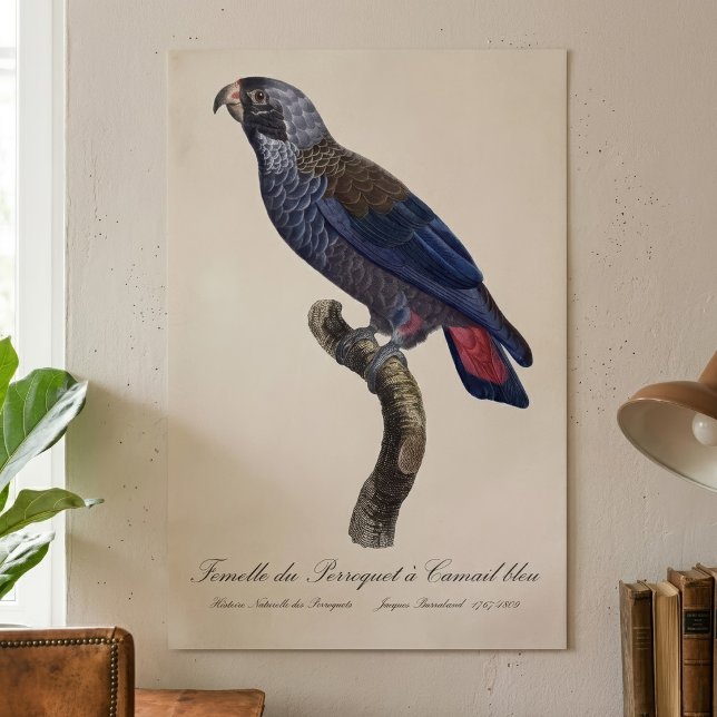 Affiche Perroquet a Camail bleu / Perroquet (Dusky Parrot or Dusky Pionus, Pionus fuscus. Poster)