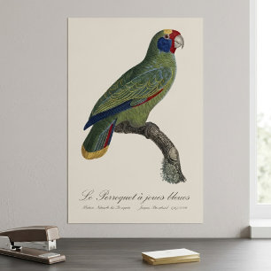 Affiche Perroquet à queue rouge, Amazona Brasiliensis