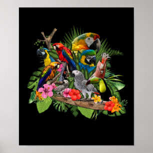 Affiche Perroquet Afro-Gris Perroquet Cockatiel