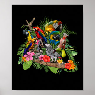 Affiche Perroquet Afro-Gris Perroquet Cockatiel