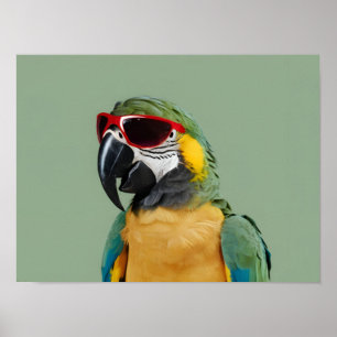 Affiche Perroquet animal de fête en lunettes rouges