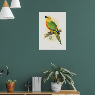 Affiche Perroquet, Conure Jendaya,