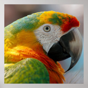 Affiche Perroquet de Macaw Tropical
