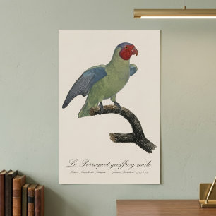 Affiche Perroquet geoffroy mâle / Perroquet à joues rouges