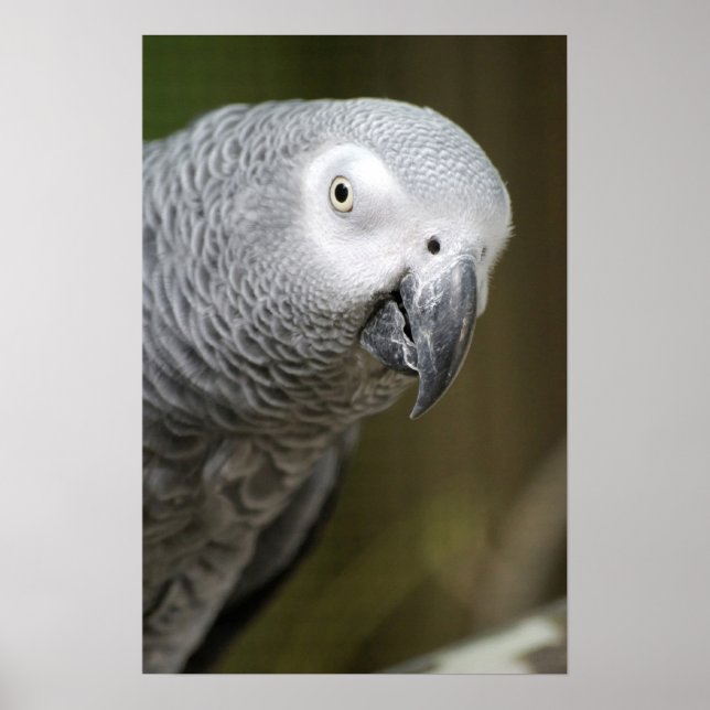 Affiche perroquet gris (Devant)