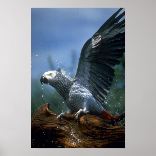 Affiche Perroquet gris africain dans la douche à tuyau (Devant)