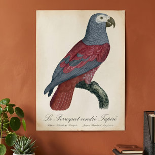 Affiche Perroquet Gris d'Afrique au facteur rouge Psittacu