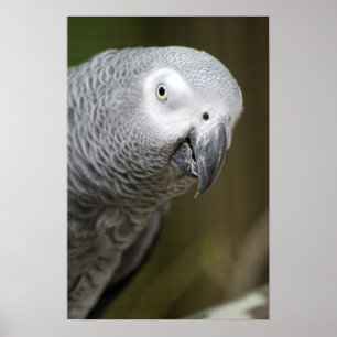 Affiche perroquet gris mignon