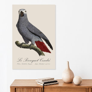 Affiche Perroquet gris, Psittacus erithacus, vintage