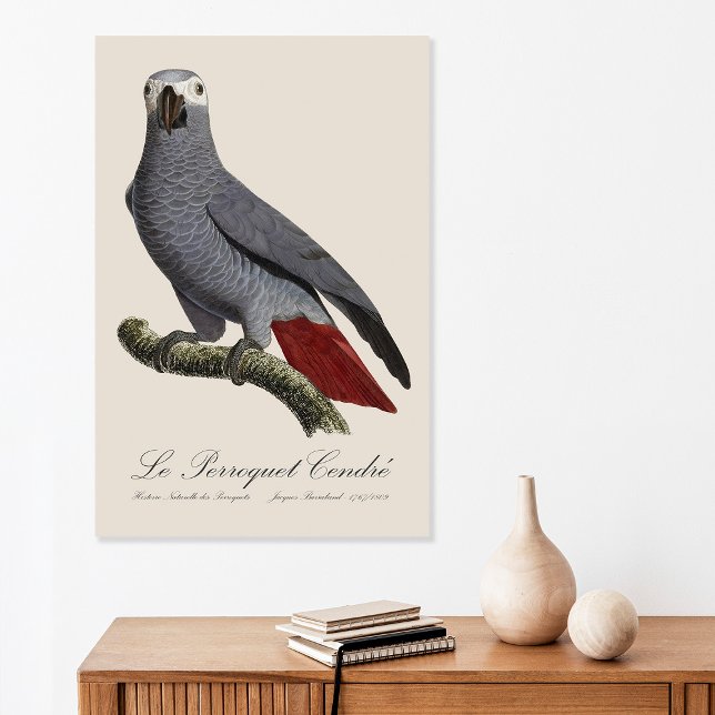 Affiche Perroquet gris, Psittacus erithacus, vintage (Le Perroquet Cendre - 19th century illustration. Poster)