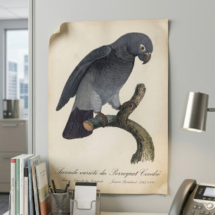 Affiche Perroquet gris Timneh, Psittacus Timneh
