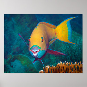 Affiche Perroquet - Maquillage saisissant ! Photo colorée 