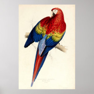 Affiche Perroquet rouge et jaune vintage par Edward Lear