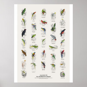 Affiche Perroquets - Bibliothèque des naturalistes