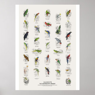 Affiche Perroquets - Bibliothèque des naturalistes