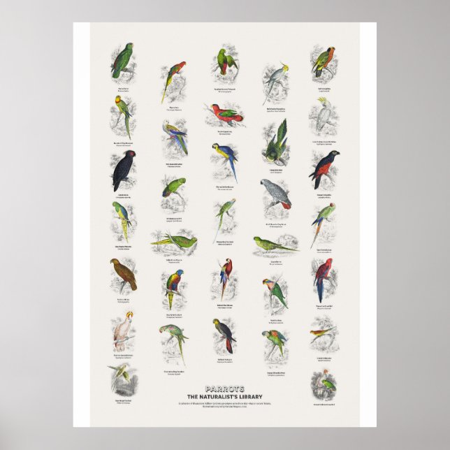 Affiche Perroquets - Bibliothèque des naturalistes (Devant)
