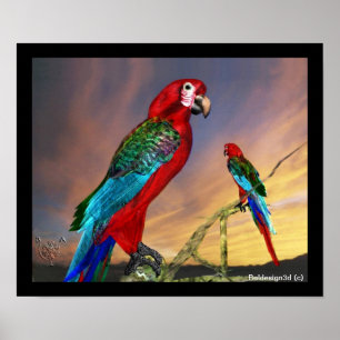 AFFICHE PERROQUETS HYPER / ARA ROUGE