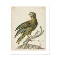 Perruche (1670 - 1719) par Jan Weenix 