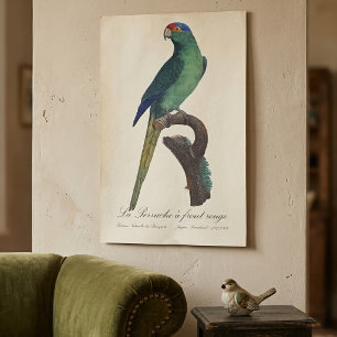 Affiche Perruche à front orange, Eupsittula Canicularis
