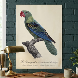 Affiche Perruche à gros bec, Tanygnathus megalorynchos