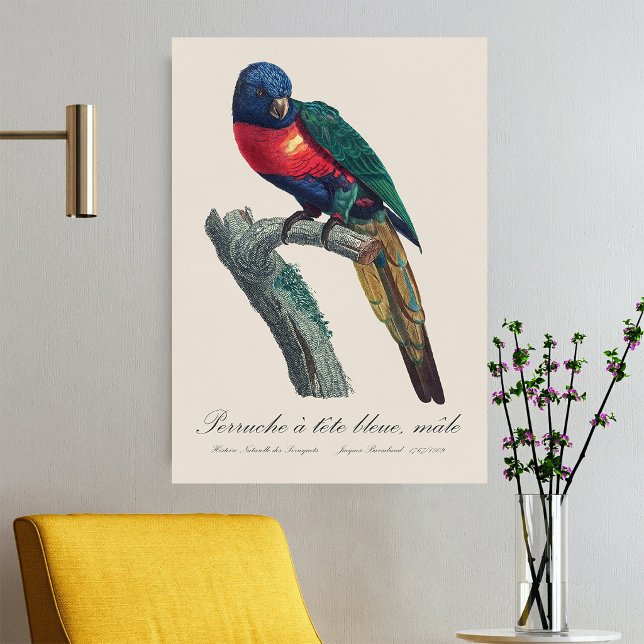 Affiche Perruche a tete bleue / Rainbow lorikeet (Rainbow Lorikeet Male, Trichoglossus Moluccanus. Poster)