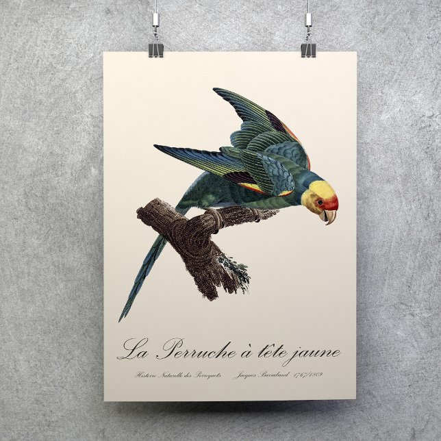 Affiche Perruche a Tete Jaune / Perruche de Caroline (Carolina parakeet, Conuropsis carolinensis. Poster)