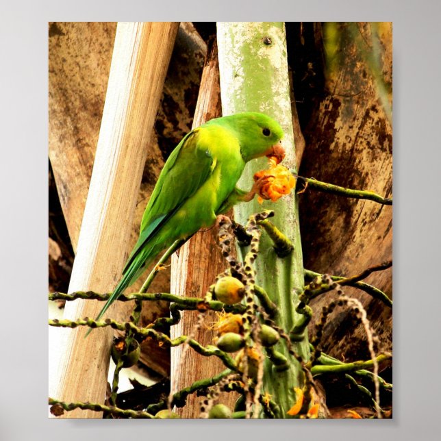 AFFICHE PERRUCHE INSÉPARABLE VERDE 8 (Devant)