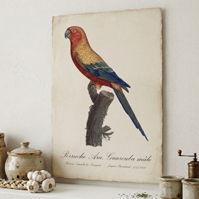 Affiche Perruche soleil mâle, Aratinga solstitialis (Sun Parakeet Male, Aratinga Solstitialis. Poster)